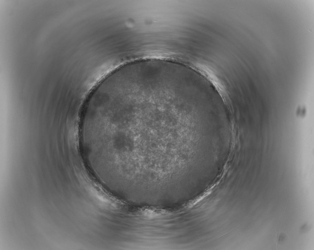 X0000094180346200711021010