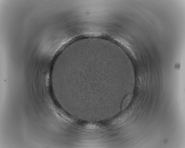 X0000094180596200711021007