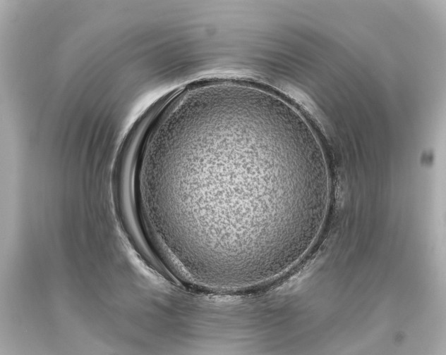 X0000094181030200711021000
