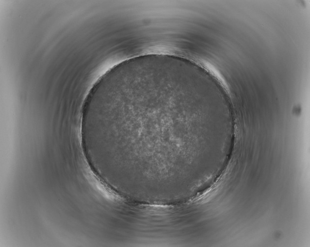 X0000094181035200711021000
