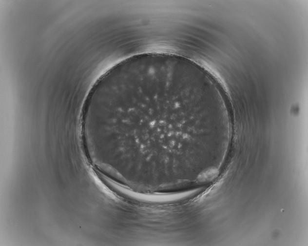 X0000094181037200711021000