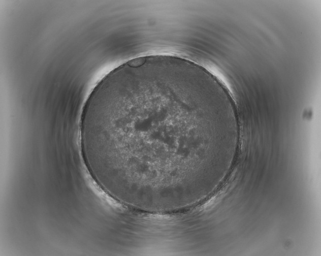 X0000094181088200711020959