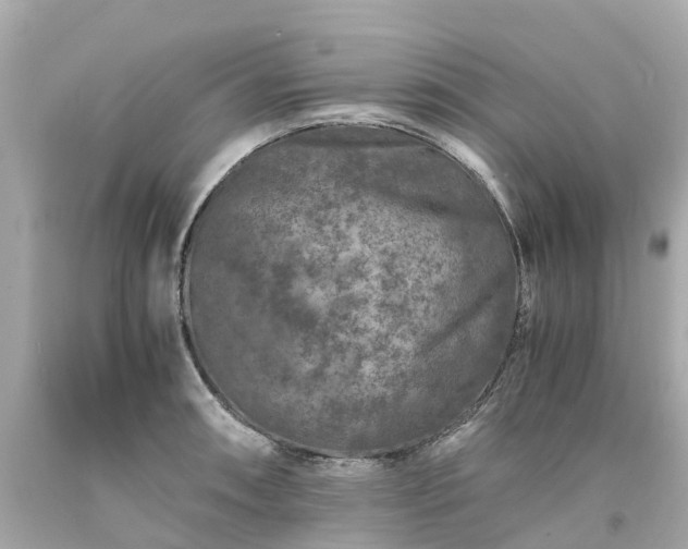 X0000094181090200711020959