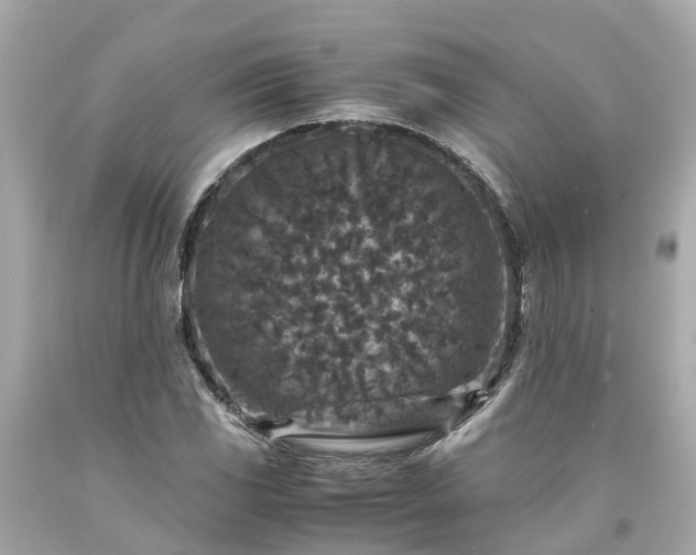 X0000094181117200711020958