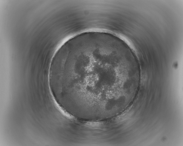 X0000094181237200711020957