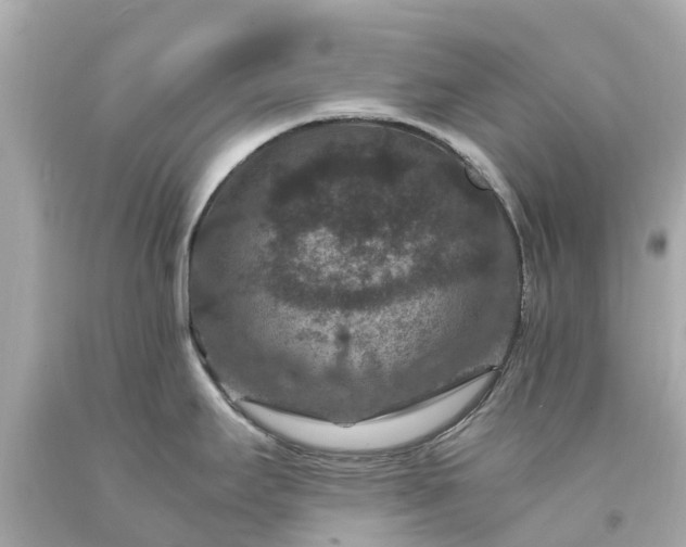 X0000094181295200711020956