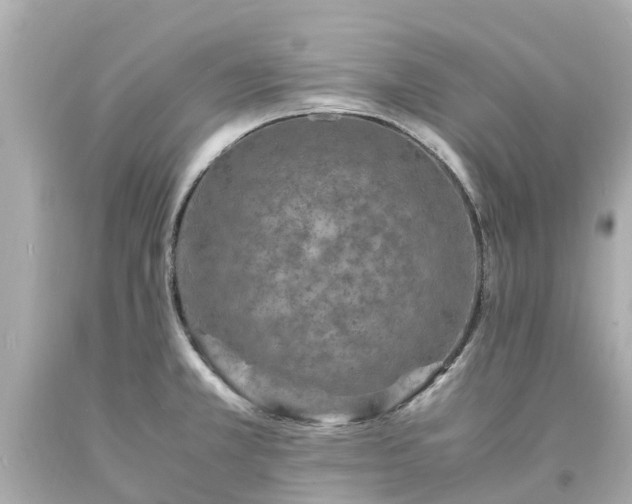 X0000094181381200711020954