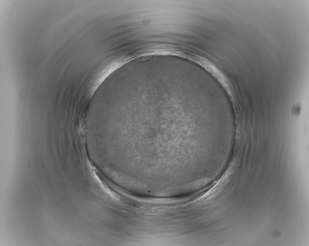 X0000094181385200711020954