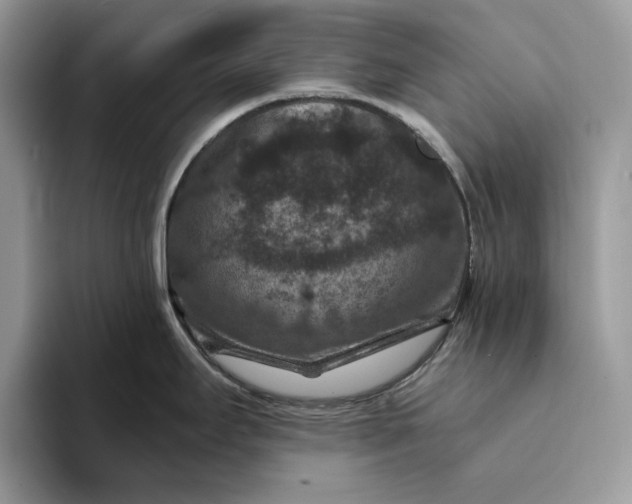 X0000094181295200711091135