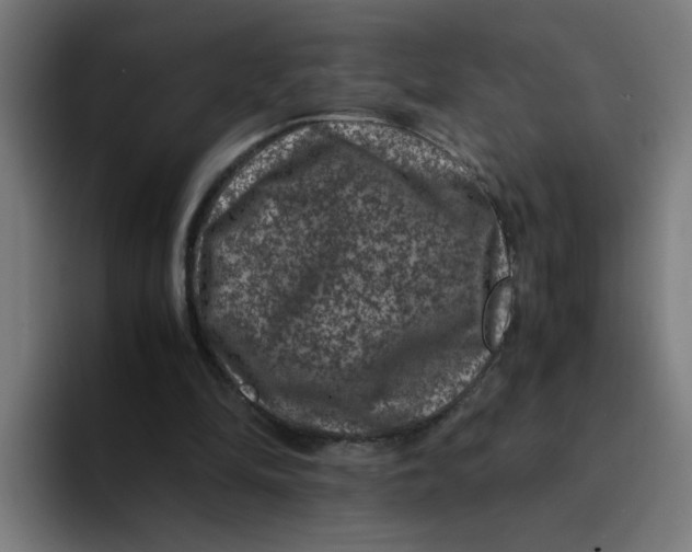 X0000094180294200711161733