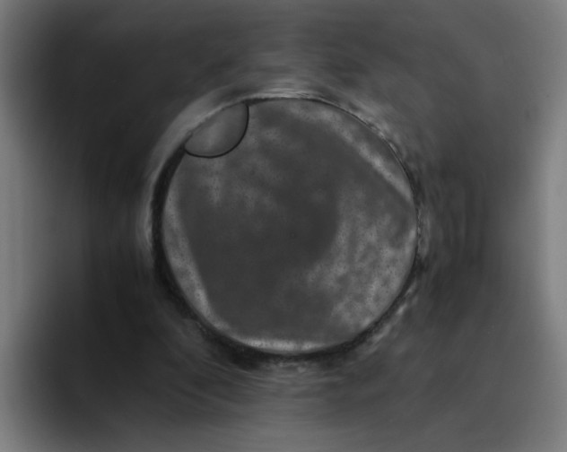 X0000094180296200711161733