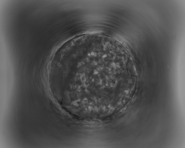 X0000094180337200711161732