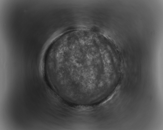 X0000094180343200711161732