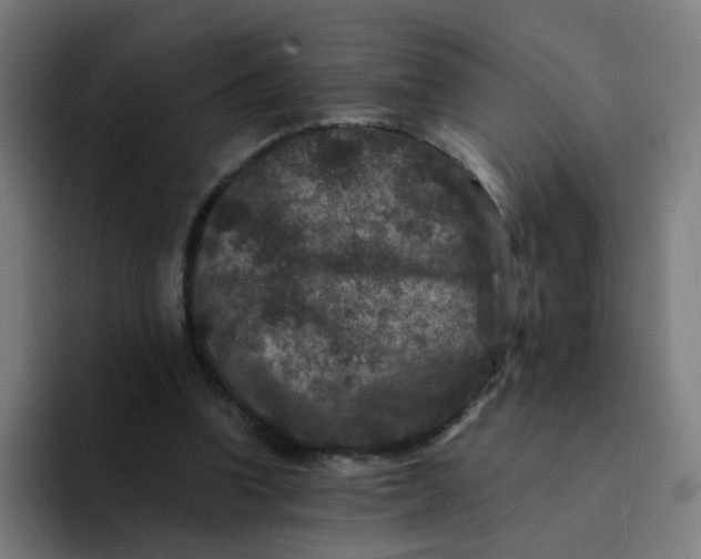 X0000094180346200711161732
