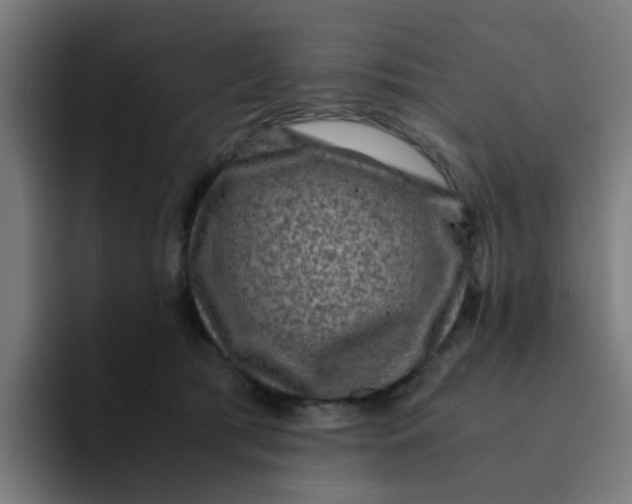 X0000094180417200711161732