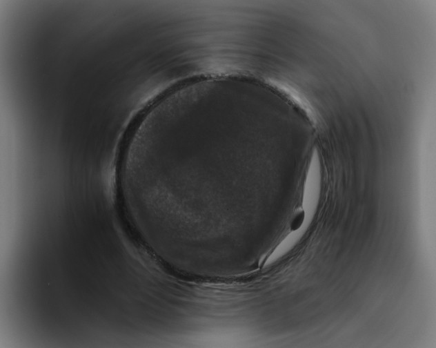 X0000094180488200711161731