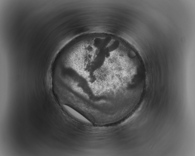 X0000094180925200711161725