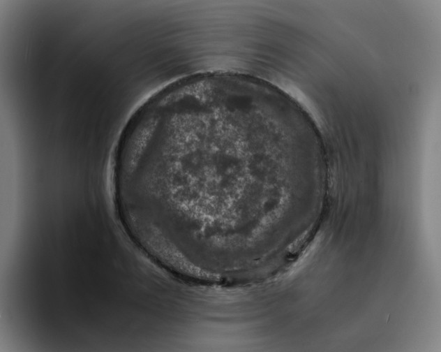 X0000094180983200711161724