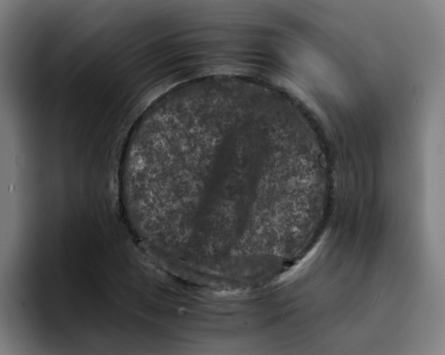 X0000094181025200711161724