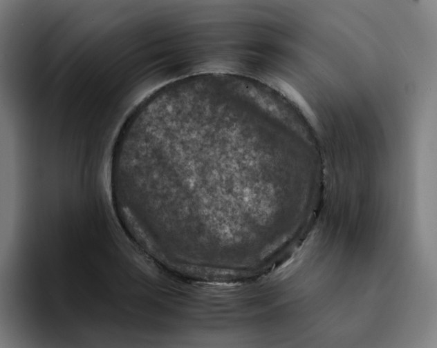X0000094181035200711161724