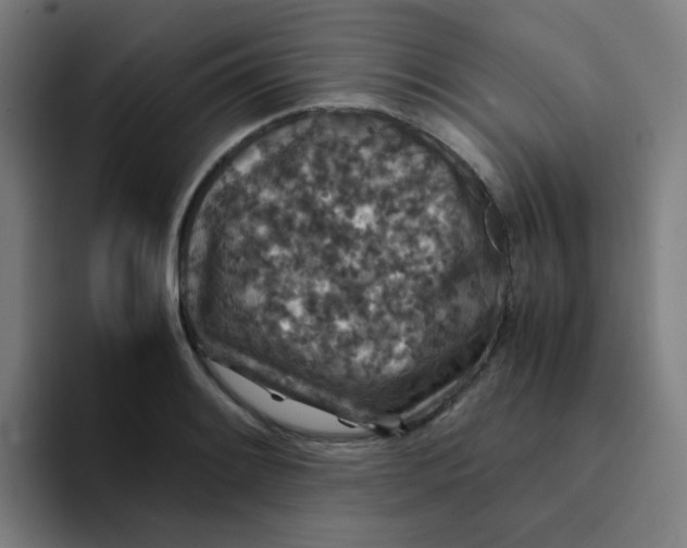 X0000094181084200711161723