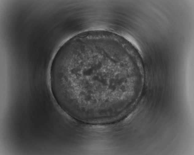 X0000094181088200711161723