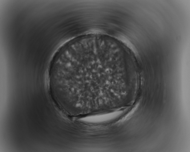X0000094181117200711161722