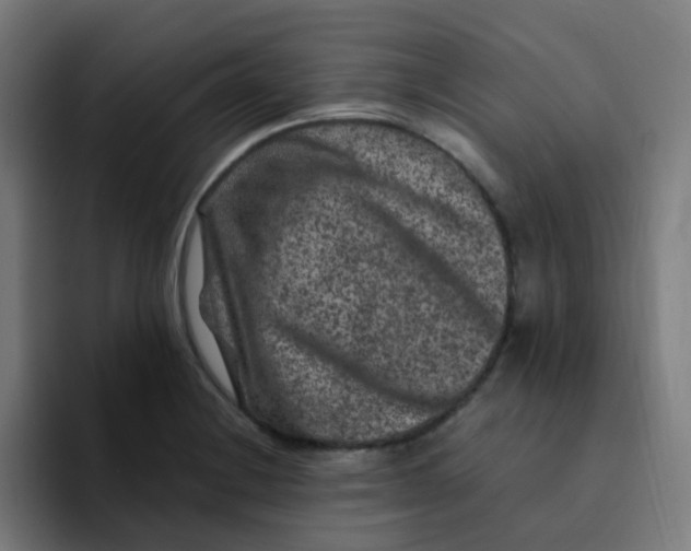 X0000094181228200711161721