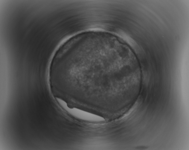 X0000094181240200711161721