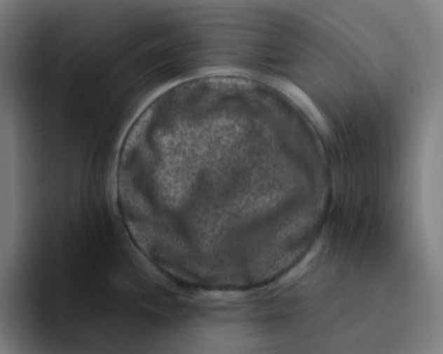 X0000094181244200711161721