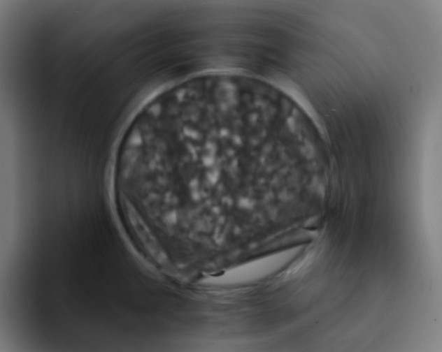 X0000094181245200711161721