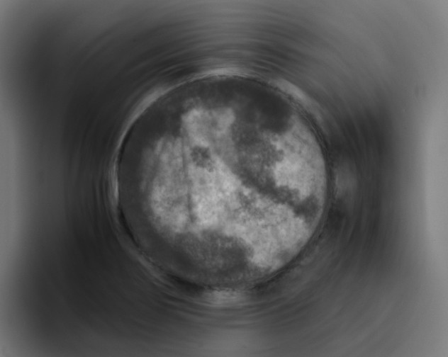 X0000094181274200711161721