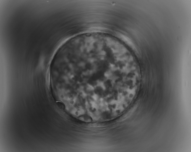 X0000094181275200711161721