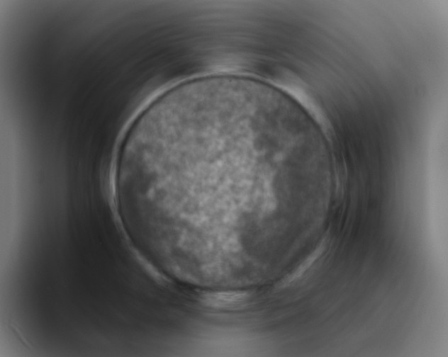 X0000094181294200711161720