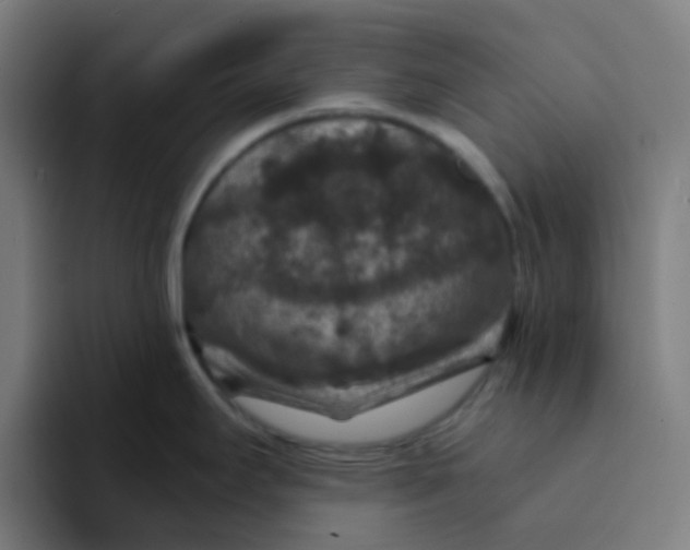 X0000094181295200711161720