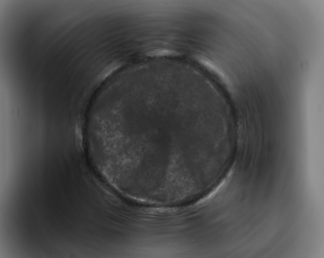 X0000094181305200711161720