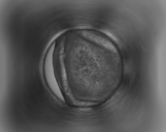X0000094181325200711161720