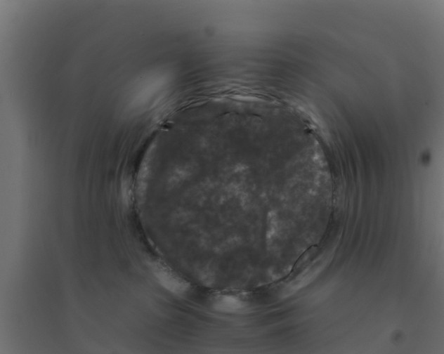 X0000094180285200711241600