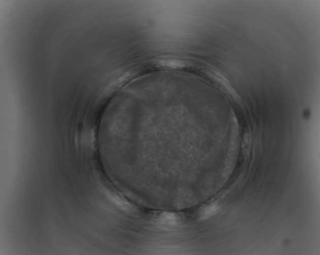 X0000094180330200711241559