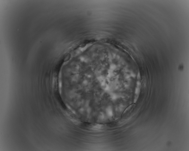 X0000094180527200711241556