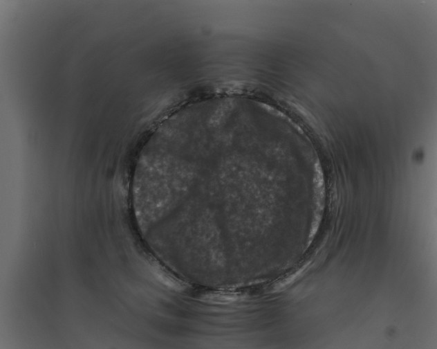 X0000094180661200711241554