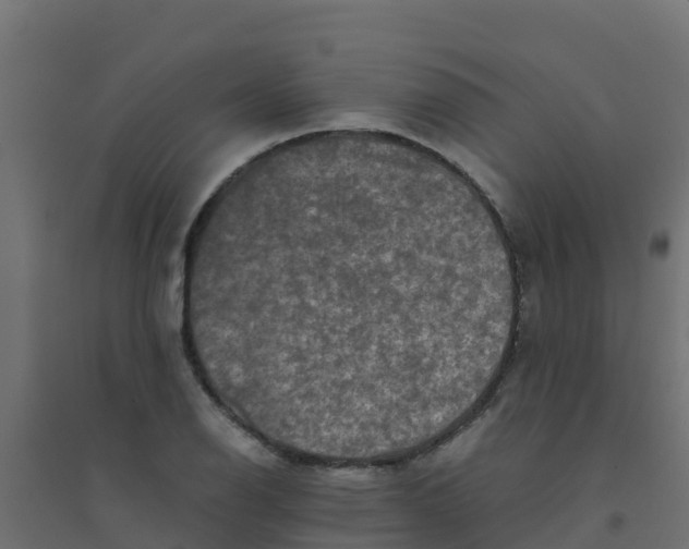 X0000094181126200711241547