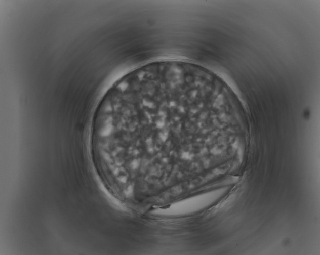 X0000094181245200711241546