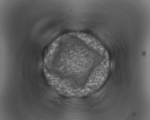 X0000094181251200711241545