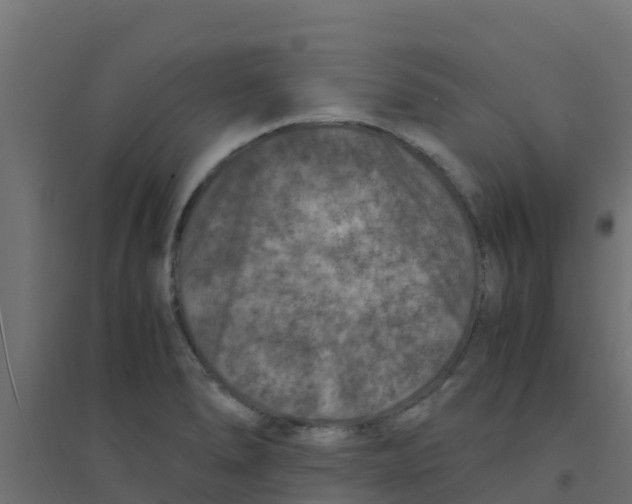 X0000094181278200711241545