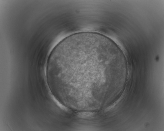 X0000094181294200711241545