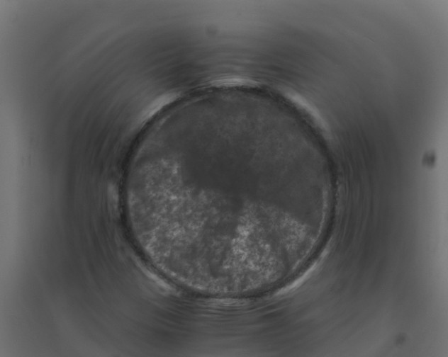 X0000094181305200711241544