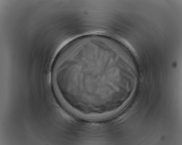 X0000094181324200711241544