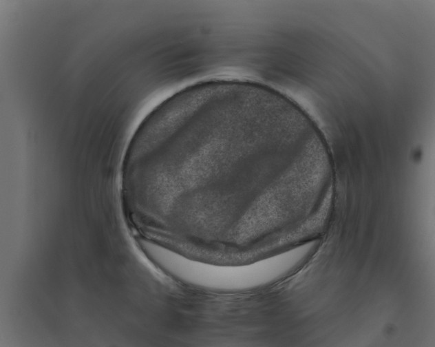 X0000094181335200711241544