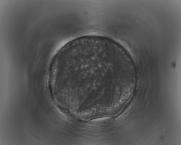 X0000094181367200711241543